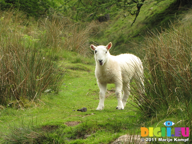 SX18224 Little lamb bleating